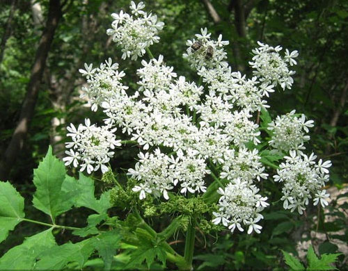 赤峰中藥材種植技術(shù)