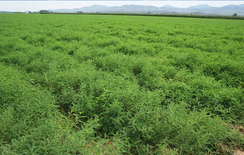 規(guī)范化黃芪基地