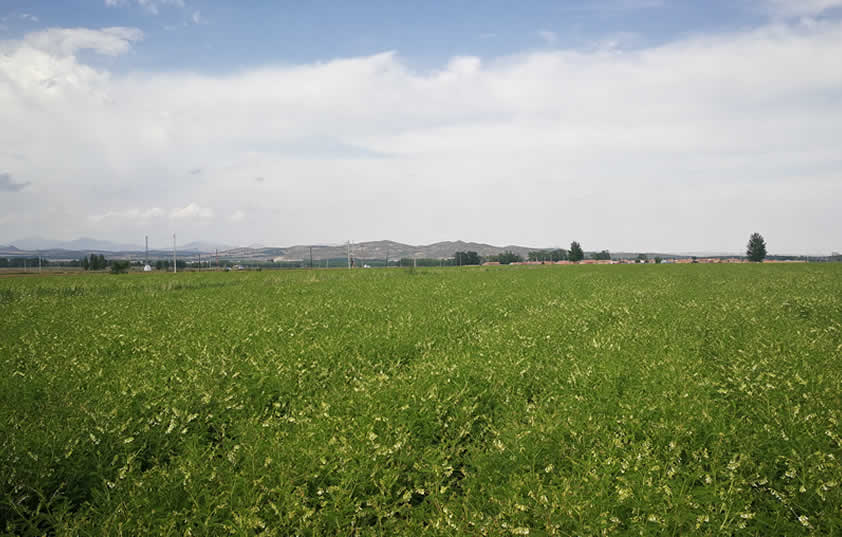 規(guī)范化黃芪基地